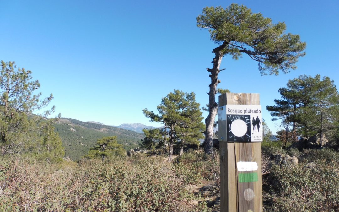 Jornada senderista: El Bosque Plateado-La Jarosa