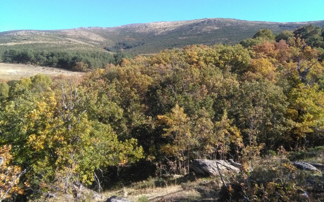 Jornada Senderista para Administradores de Fincas de Madrid: Senda de la Dehesa Bonita y Cascada de los Litueros