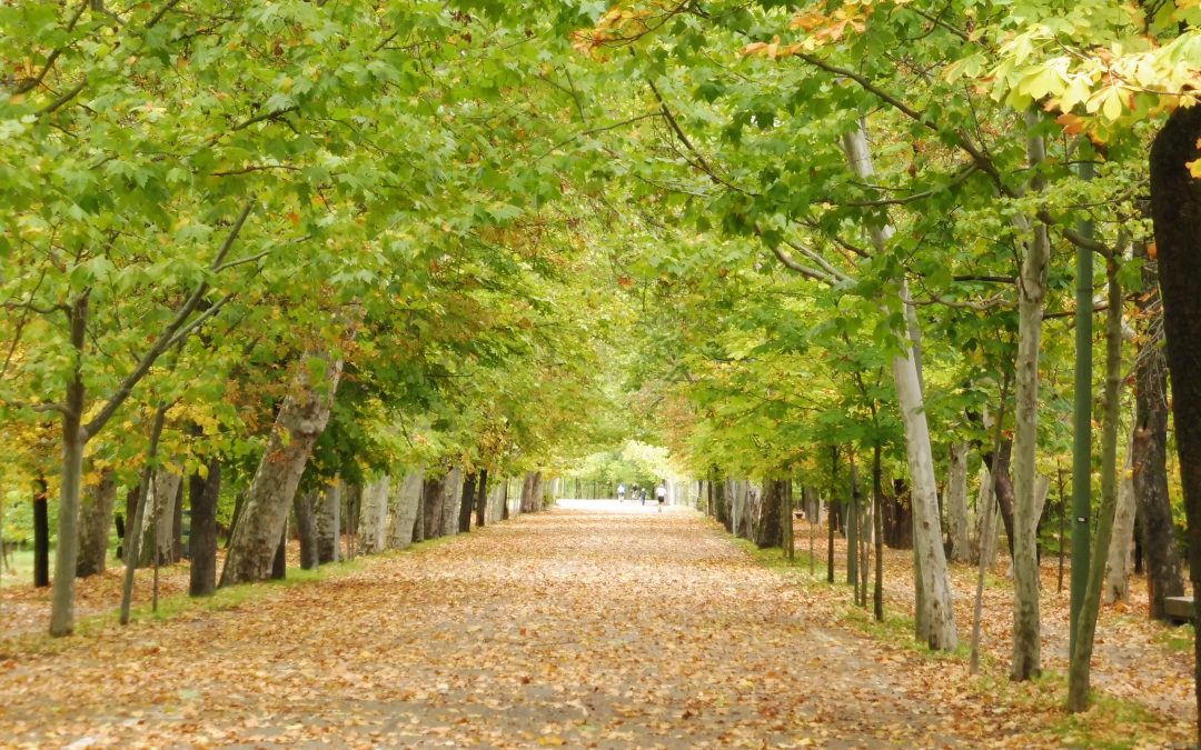 Jornada Senderista y Cultural para Administradores de Fincas Colegiados de Madrid- Casa de Campo Naturaleza e Historia